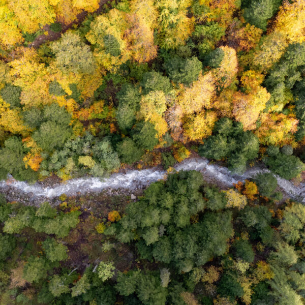 Forêt d'automne - Le Sapet