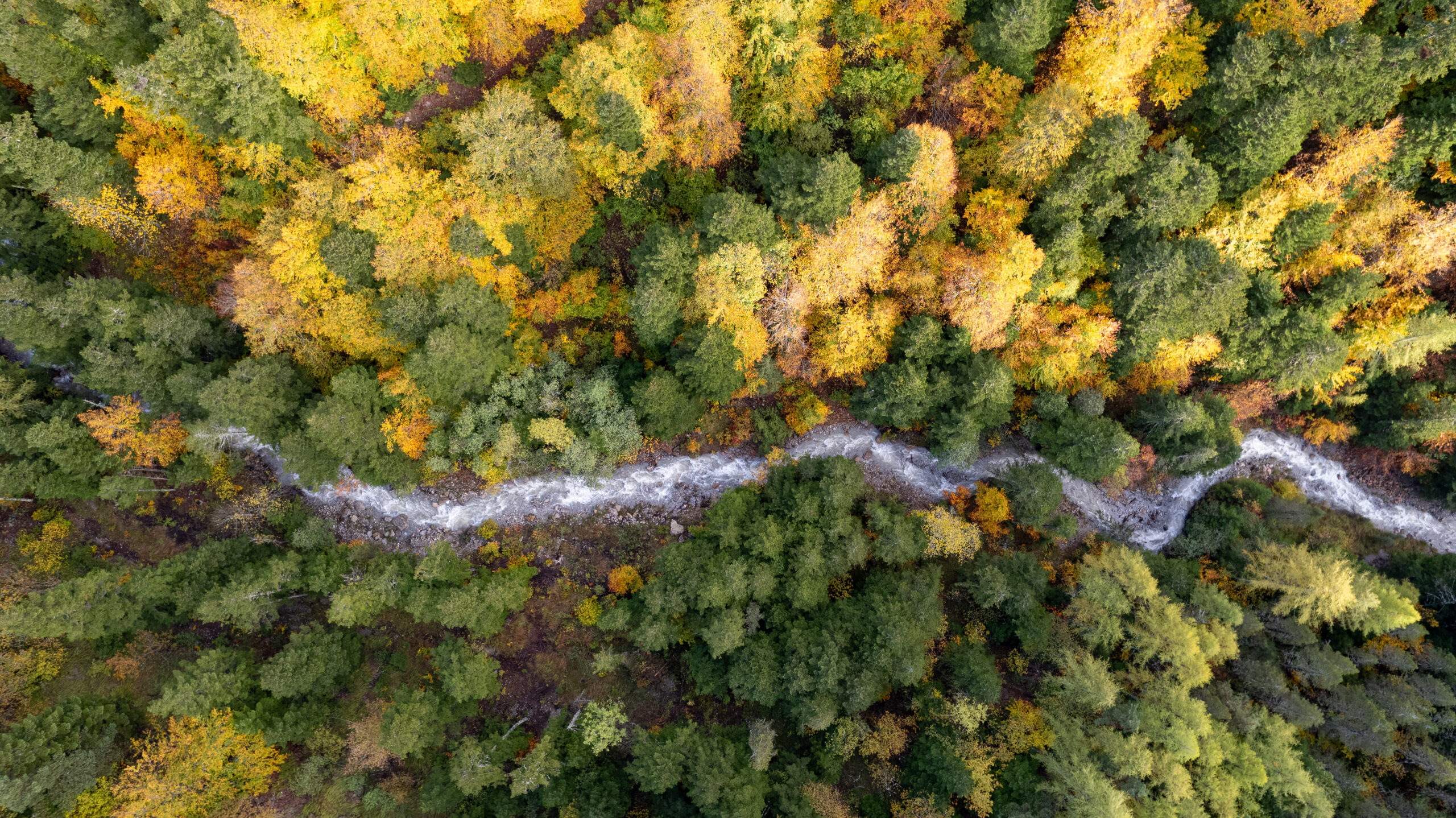 Forêt d'automne - Le Sapet
